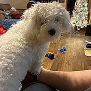 Harley joined the competition — help win amazing prizes! dog, white_dog, curly_fur, pet, living_room, christmas_tree, holiday_decor, television, wooden_floor, toys, furniture, person, lap, cozy, indoor, home, relaxing, couch, decorations, light