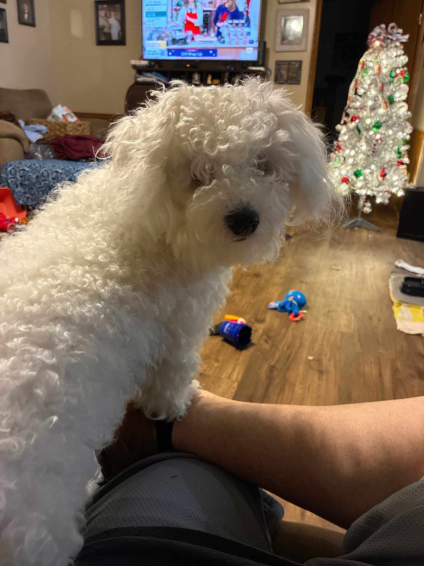 Harley joined the competition — help win amazing prizes! dog, white_dog, curly_fur, pet, living_room, christmas_tree, holiday_decor, television, wooden_floor, toys, furniture, person, lap, cozy, indoor, home, relaxing, couch, decorations, light