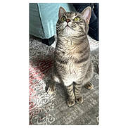 Nina a rejoint le concours — aidez-le/la à gagner de superbes lots ! cat, tabby, gray_cat, pet, indoor, carpet, patterned_rug, feline, curious, sitting, whiskers, ears, paws, fur, domestic_animal, home_interior, light, shadow, furniture, animal