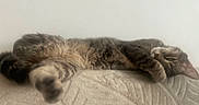 Nina a rejoint le concours — aidez-le/la à gagner de superbes lots ! animal, blurred_foreground, cat, closeup, cozy, cute, domestic_cat, feline, fur, indoor, laying, mammal, paw, pet, relaxed, resting, sleeping, soft_texture, tabby_cat, whiskers