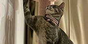 Nina participe au concours pour gagner de l'argent avec cette photo : cat, tabby, pet, indoor, playing, toy, scratching_post, pink_collar, feline, paw, curious, fur, animal, cute, domestic, kitten, claws, climbing, home, curtain