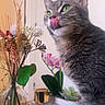 cat, close_up, curious, domestic, dried_flowers, feline, fur, green_eyes, houseplant, indoor, licking, orchid, pet, potted_plants, remote_control, succulent, tabby_cat, vase, whiskers, wooden_surface