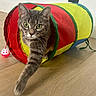 Nina participe au concours pour gagner de l'argent avec cette photo : cat, close_up, colorful, curious, feline, gray_cat, green_eyes, household, indoor, paws, pet, pet_toy, play_tunnel, playful, power_outlet, striped_fur, tabby_cat, toy_ball, whiskers, wooden_floor
