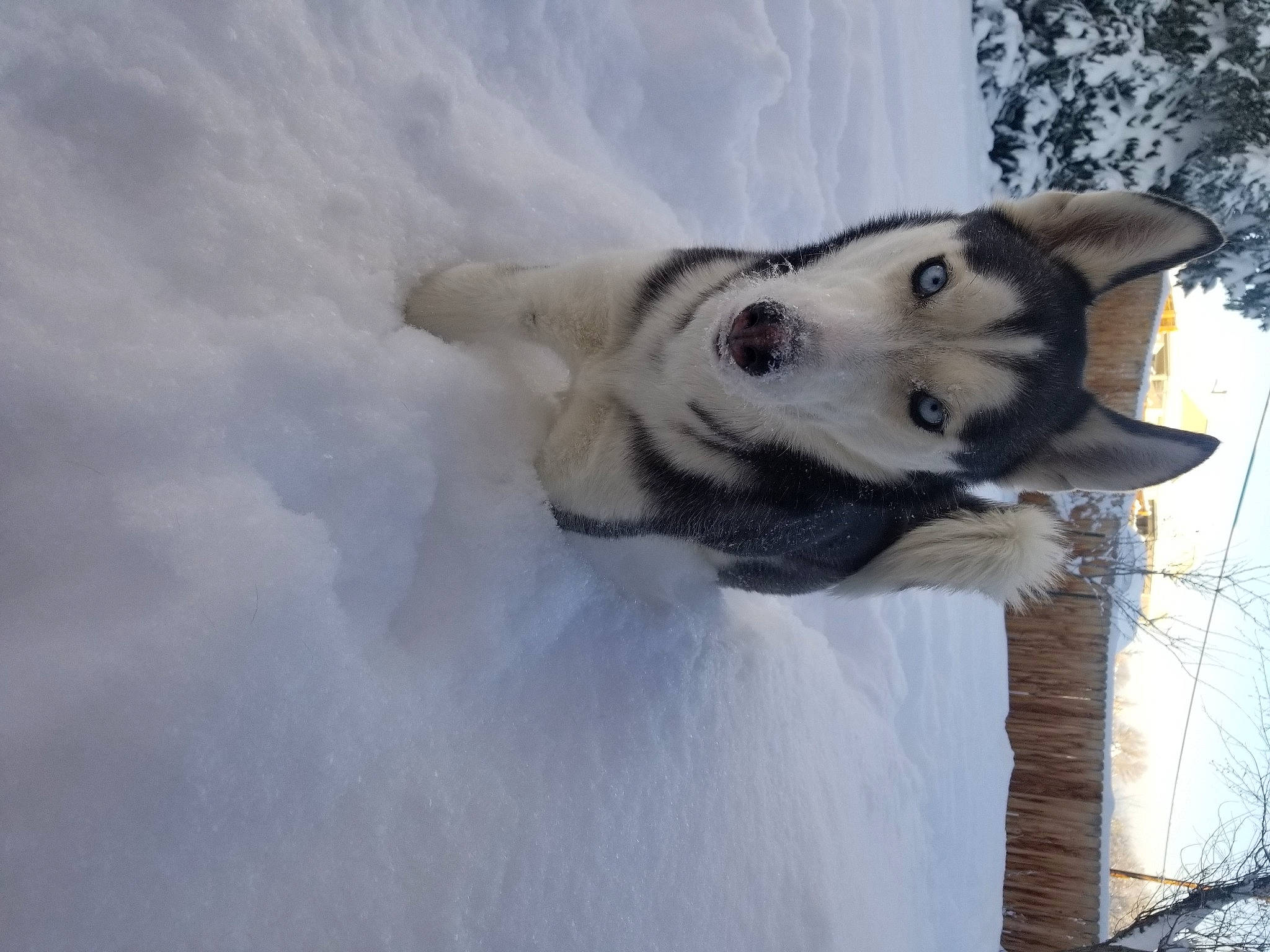 Zelda joined the competition — help win amazing prizes! canidae, canis, carnivore, cloud, dog, dog_breed, freezing, fur, non_sporting_group, siberian_husky, sky, sled_dog, snout, snow, sporting_group, tree, wildlife, winter, wolf, working_dog