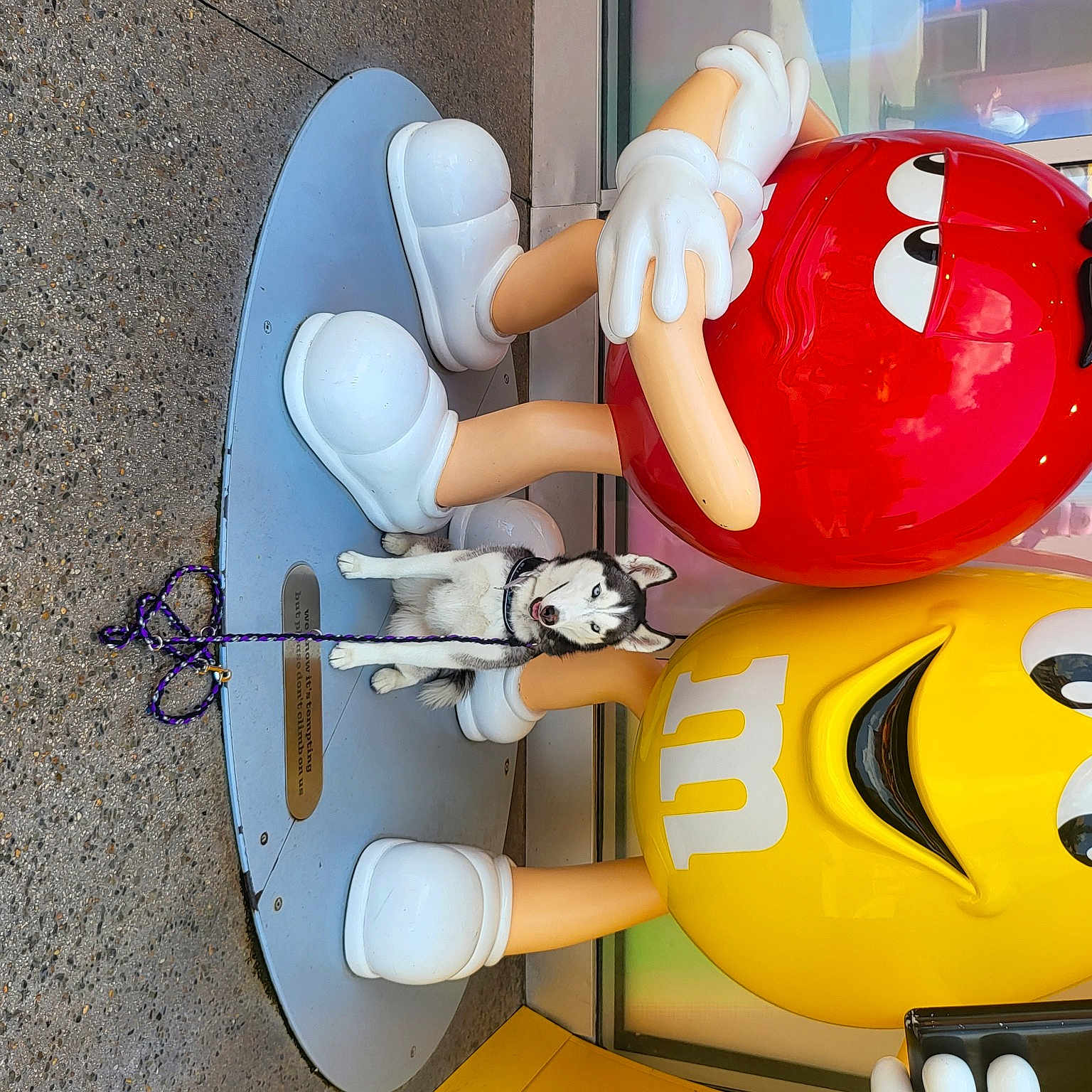 Zelda is registered to the contest to win money with this photo: animation, automotive_design, balloon, carmine, fictional_character, font, fun, headgear, helmet, machine, orange, party_supply, personal_protective_equipment, plastic, product, recreation, sports_equipment, sports_gear, tire, toy