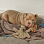 puppy, dog, blanket, plush_toy, cozy, indoor, resting, cute, pet, fur, brown_dog, toy, sleepy, relaxed, home, floor, animal, companion, soft, snuggly