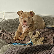 Aïko a rejoint le concours — aidez-le/la à gagner de superbes lots ! puppy, dog, blue_eyes, blanket, toy, rope_toy, indoor, floor, tile_floor, brown_fur, pet, cute, resting, cozy, fur, animal, young_dog, ears, paw, home