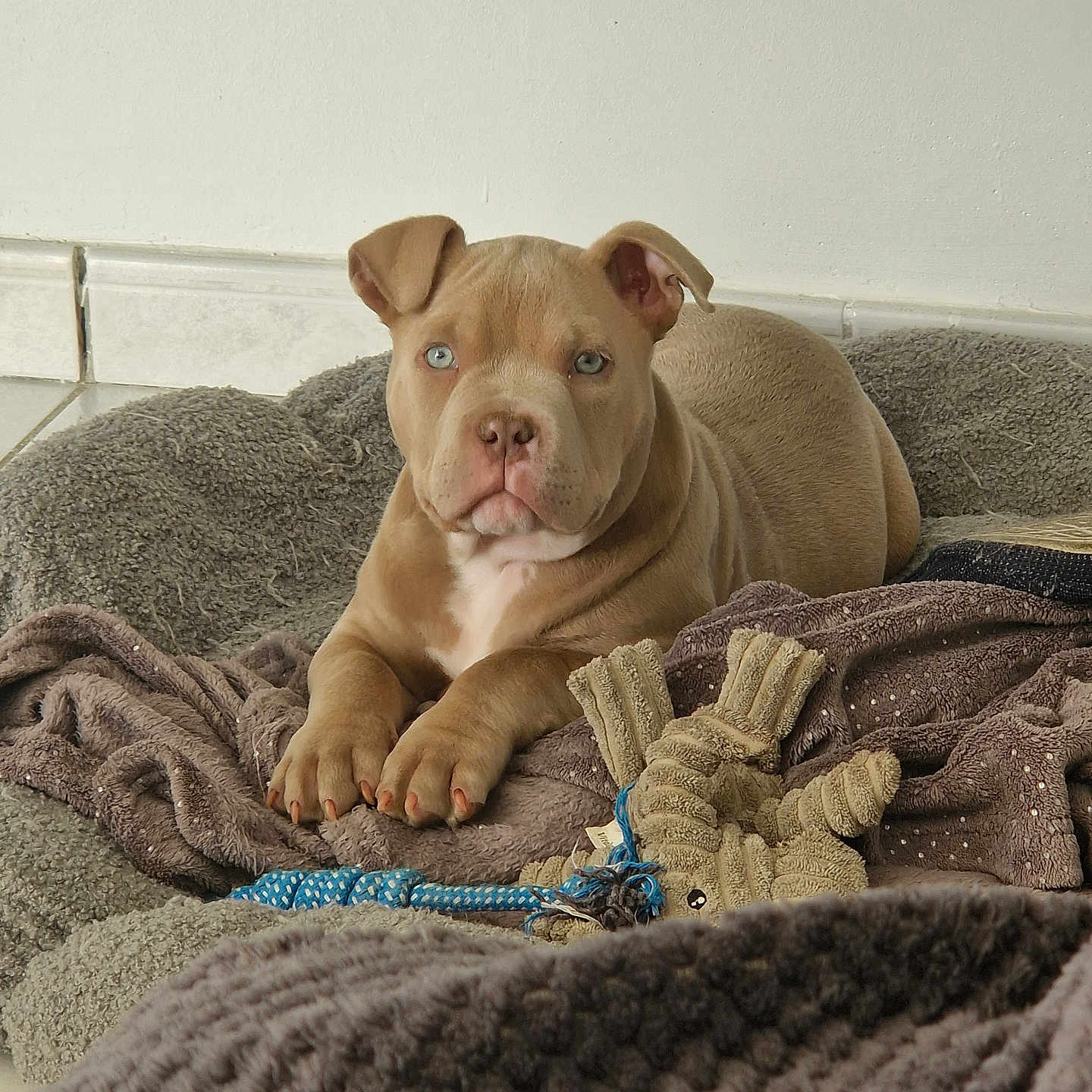 Aïko a rejoint le concours — aidez-le/la à gagner de superbes lots ! animal, blanket, blue_eyes, brown_fur, cozy, cute, dog, ears, floor, fur, home, indoor, paw, pet, puppy, resting, rope_toy, tile_floor, toy, young_dog