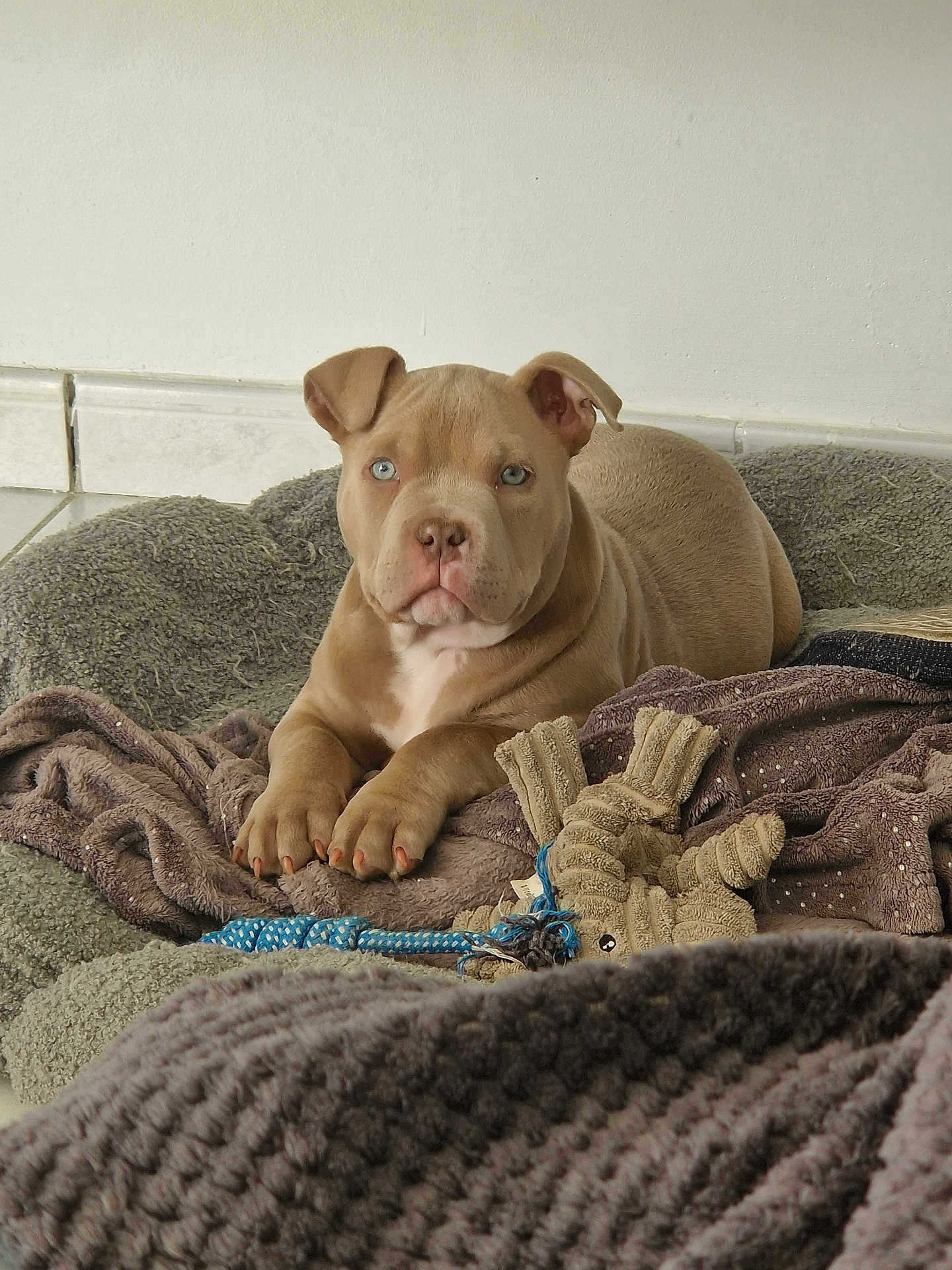 Aïko a rejoint le concours — aidez-le/la à gagner de superbes lots ! puppy, dog, blue_eyes, blanket, toy, rope_toy, indoor, floor, tile_floor, brown_fur, pet, cute, resting, cozy, fur, animal, young_dog, ears, paw, home