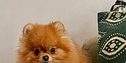 Tchupita participe au concours pour gagner de l'argent avec cette photo : dog, pomeranian, fluffy, pet, animal, cute, indoors, blanket, cushion, orange, brown, fur, small, domestic_animal, companion, resting, cozy, looking_at_camera, portrait, cute_pet