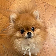 Tchupita participe au concours pour gagner de l'argent avec cette photo : dog, pomeranian, fluffy, cute, pet, animal, indoor, wooden_floor, bow, small_dog, fur, adorable, looking_up, face, ears, whiskers, companion, domestic_animal, mammal, portrait