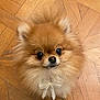 dog, pomeranian, fluffy, cute, pet, animal, indoor, wooden_floor, bow, small_dog, fur, adorable, looking_up, face, ears, whiskers, companion, domestic_animal, mammal, portrait