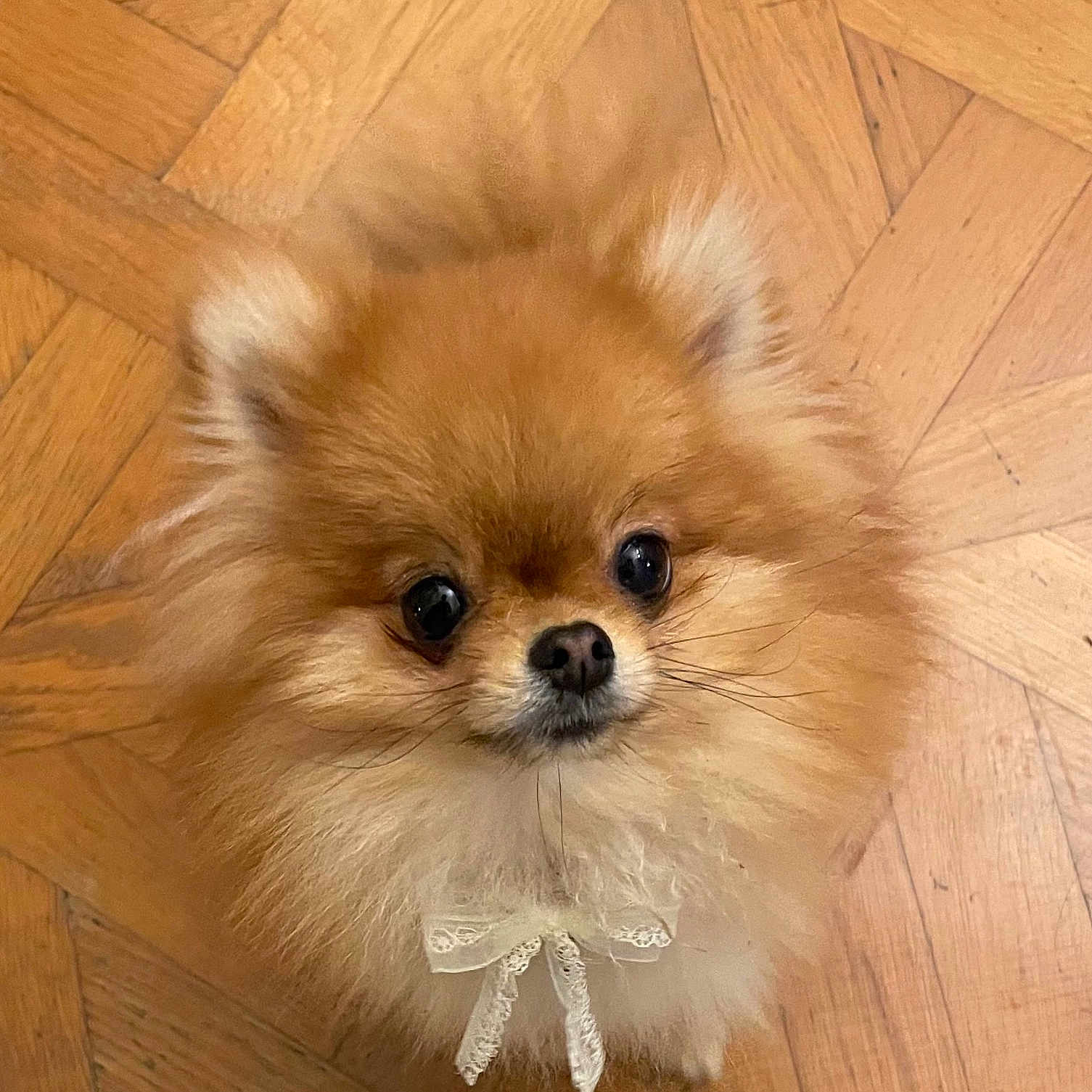 Tchupita participe au concours pour gagner de l'argent avec cette photo : adorable, animal, bow, companion, cute, dog, domestic_animal, ears, face, fluffy, fur, indoor, looking_up, mammal, pet, pomeranian, portrait, small_dog, whiskers, wooden_floor