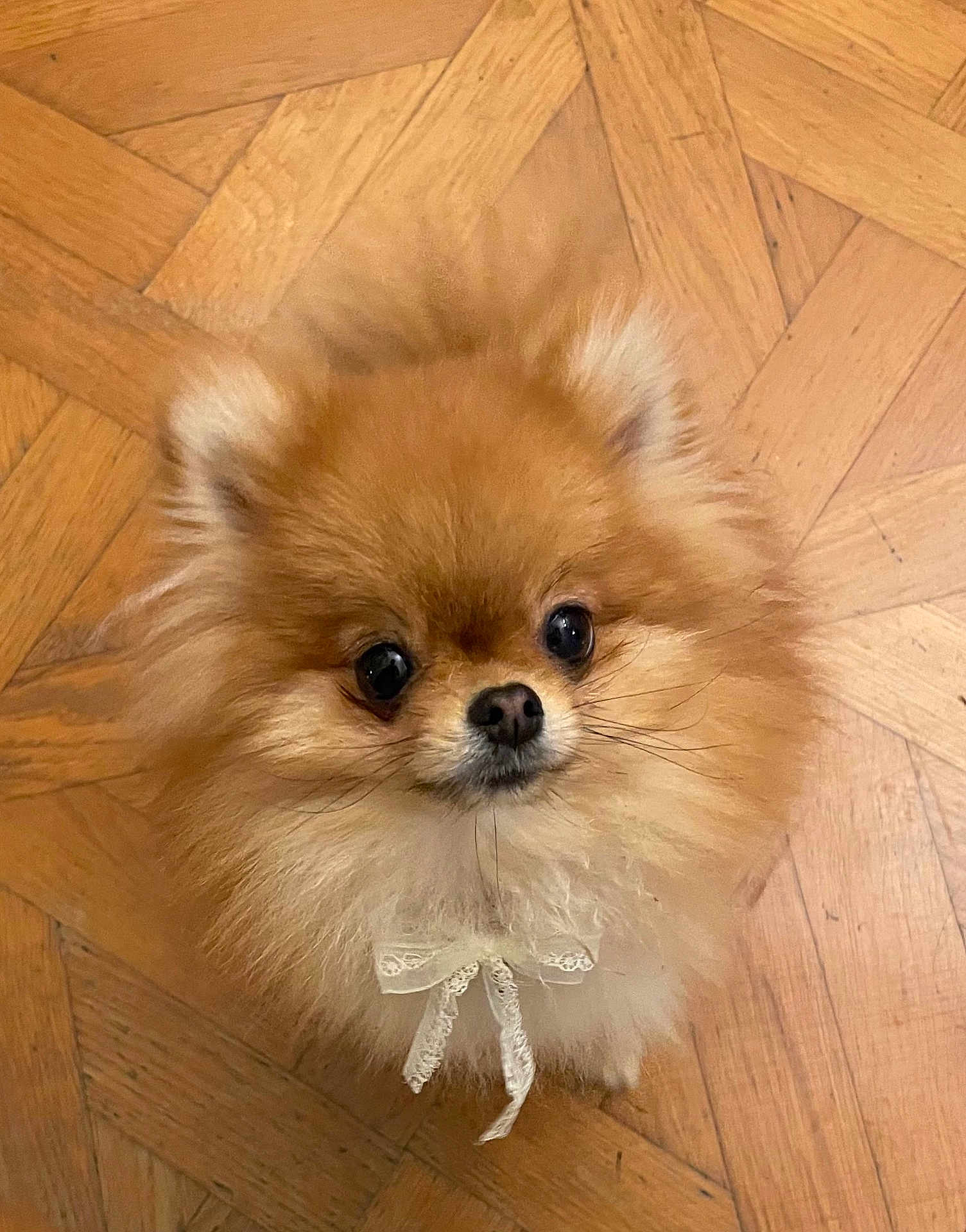 Tchupita participe au concours pour gagner de l'argent avec cette photo : dog, pomeranian, fluffy, cute, pet, animal, indoor, wooden_floor, bow, small_dog, fur, adorable, looking_up, face, ears, whiskers, companion, domestic_animal, mammal, portrait