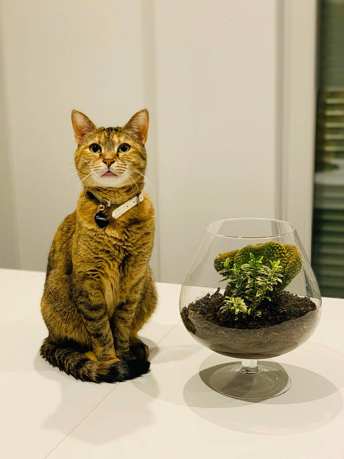 Gwada a rejoint le concours — aidez-le/la à gagner de superbes lots ! art, carnivore, cat, cat_supply, ceramic, domestic_short_haired_cat, felidae, flowerpot, fur, herb, houseplant, organism, plant, serveware, small_to_medium_sized_cats, snout, table, tail, vertebrate, whiskers