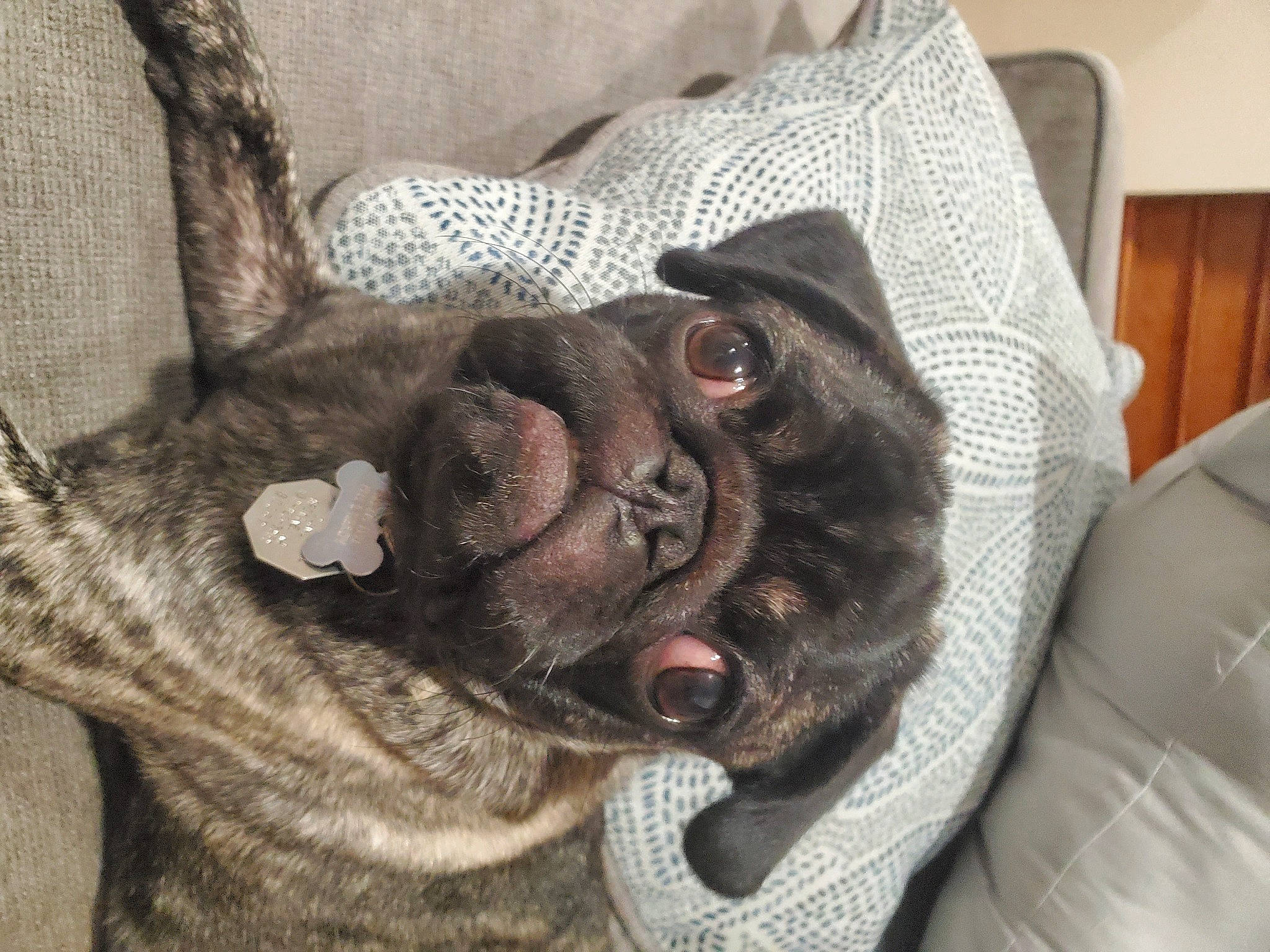 Kimi is registered to the contest to win money with this photo: canidae, carmine, carnivore, comfort, companion_dog, dog, dog_breed, fawn, foot, fur, grey, linens, liver, paw, pug, snout, sporting_group, whiskers, working_animal, wrinkle