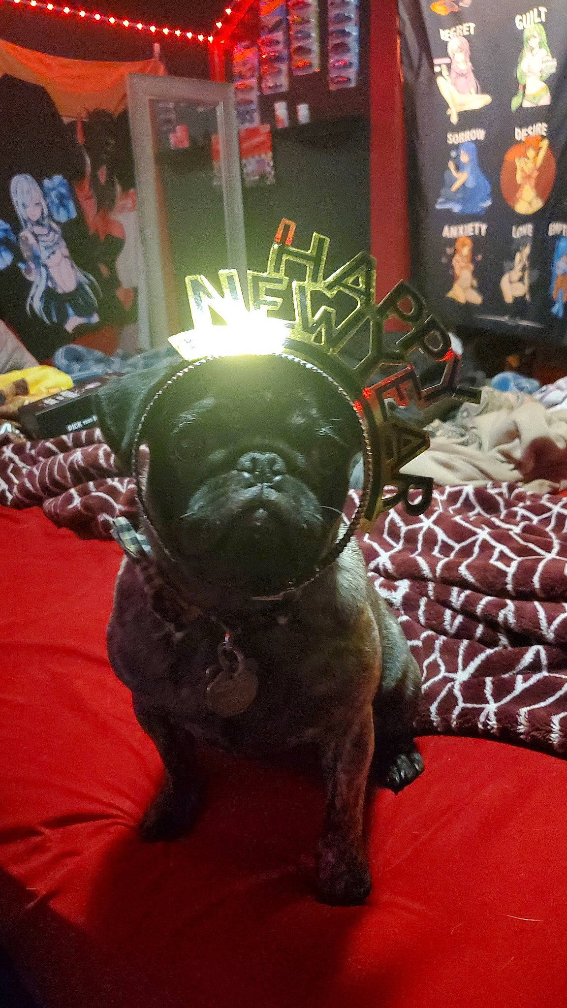 Kimi is registered to the contest to win money with this photo: art, canidae, carmine, carnivore, carpet, companion_dog, dog, dog_breed, event, fawn, fictional_character, flooring, fur, hat, room, snout, sporting_group, toy_dog, whiskers, working_animal