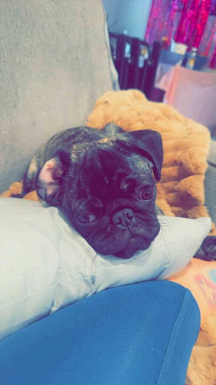 Kimi joined the competition — help win amazing prizes! bulldog, canidae, carnivore, comfort, companion_dog, dog, dog_breed, ear, electric_blue, fawn, fur, linens, nap, pug, snout, sporting_group, toy_dog, whiskers, working_animal, wrinkle