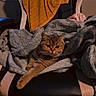 cat, chair, blanket, towel, indoor, pet, feline, cozy, stretching, fur, relaxed, home, comfort, window, curtains, soft, resting, seat, domestic, animal