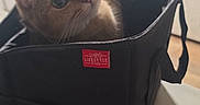 Juneau joined the competition — help win amazing prizes! cat, box, kitchen, curious, pet, indoor, storage_box, countertop, household, animal, domestic, feline, whiskers, ears, eyes, curiosity, container, table, object, background