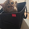 cat, box, kitchen, curious, pet, indoor, storage_box, countertop, household, animal, domestic, feline, whiskers, ears, eyes, curiosity, container, table, object, background