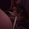 cat, animal, pet, indoor, dark, shadow, resting, feline, cozy, lying_down, closeup, quiet, relaxed, home, sleepy, soft_light, low_light, cable, obscured, hidden