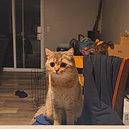Juneau joined the competition — help win amazing prizes! cat, chair, table, indoor, pet, animal, curious, feline, wooden_floor, sliding_door, coat, furniture, domestic, cute, looking, brown_cat, eyes, whiskers, home, cozy