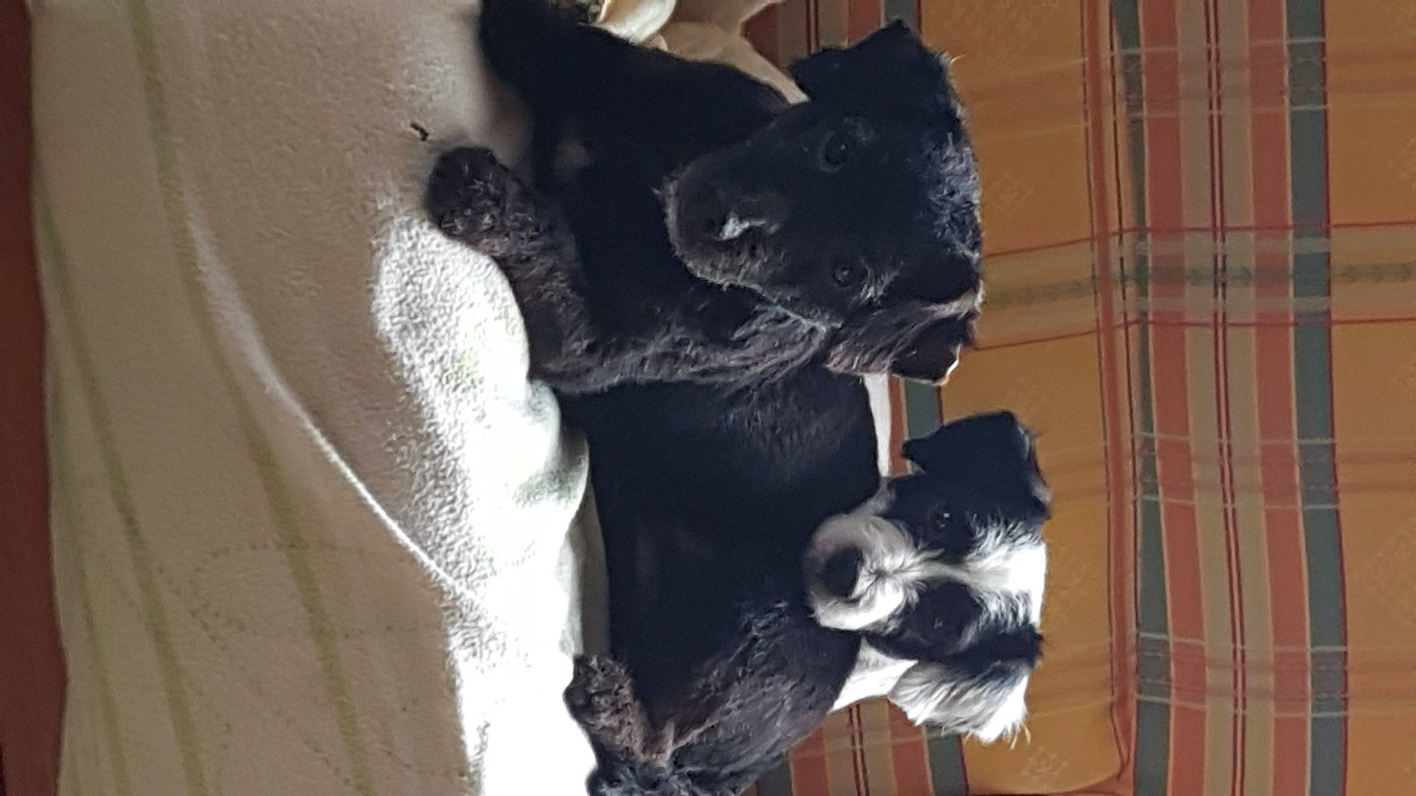 Syd a rejoint le concours — aidez-le/la à gagner de superbes lots ! canidae, carnivore, companion_dog, dog, dog_breed, felidae, fur, guard_dog, non_sporting_group, sculpture, shadow, small_to_medium_sized_cats, snout, sporting_group, tail, tree, whiskers, wood, working_animal