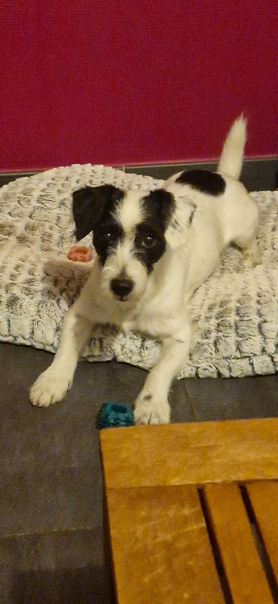 Syd a rejoint le concours — aidez-le/la à gagner de superbes lots ! art, canidae, carnivore, companion_dog, dog, dog_breed, flooring, fur, hardwood, non_sporting_group, paw, puppy, small_terrier, snout, sporting_group, tail, terrier, toy_dog, wood, working_animal