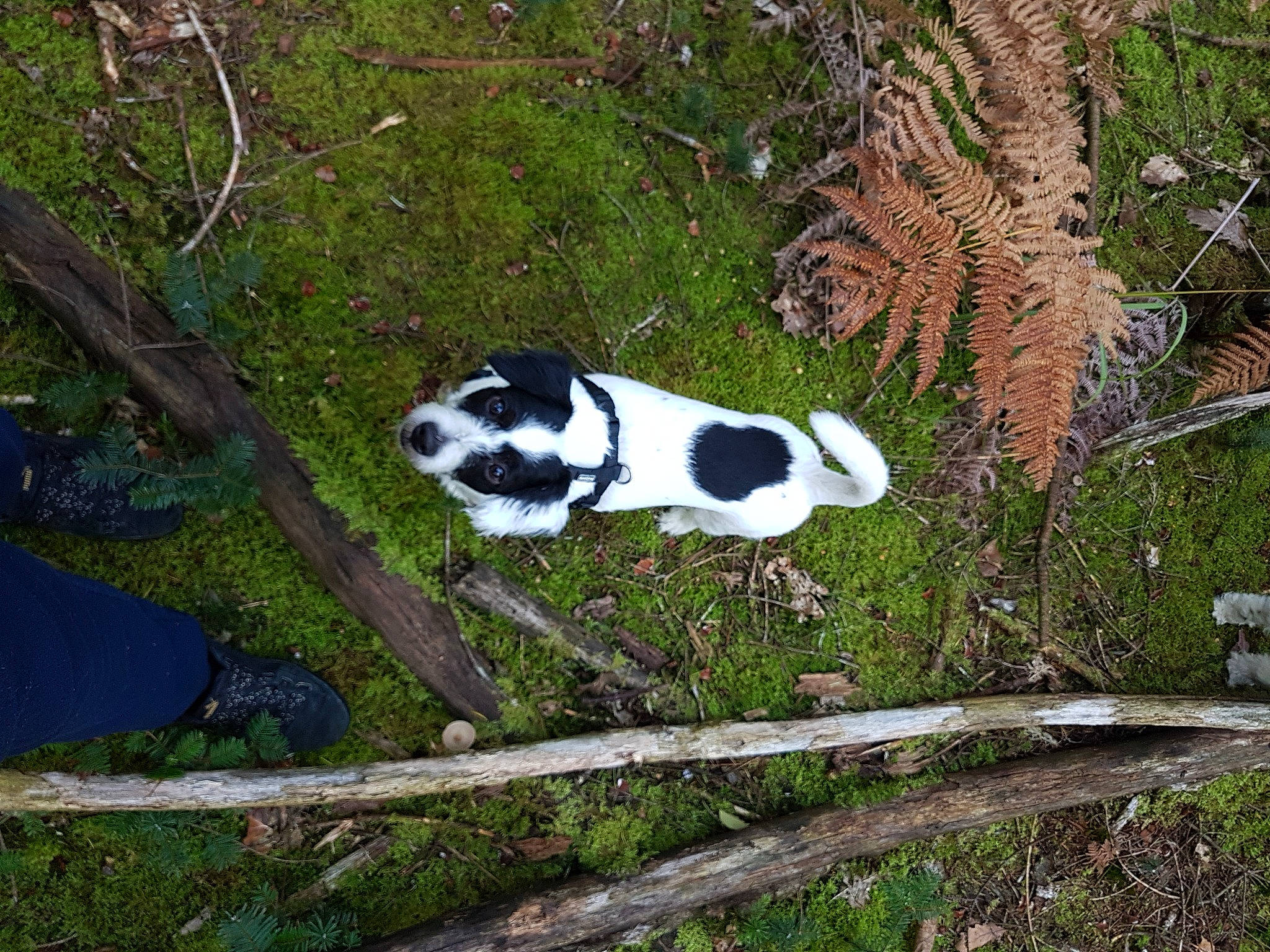 Syd a rejoint le concours — aidez-le/la à gagner de superbes lots ! biome, botany, carnivore, forest, grass, groundcover, jungle, nature_reserve, plant, tail, terrestrial_animal, terrestrial_plant, tree, trunk, twig, vegetation, wildlife, wood, woodland, woody_plant