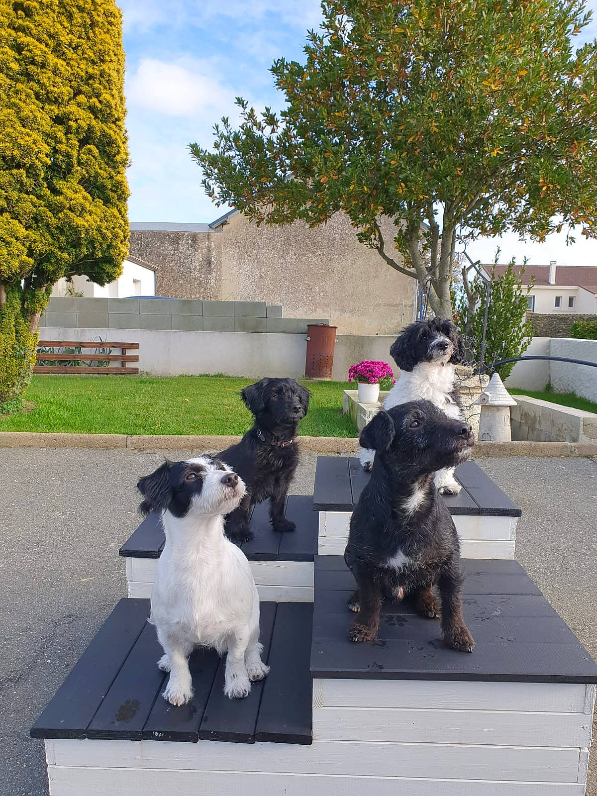 Syd a rejoint le concours — aidez-le/la à gagner de superbes lots ! carnivore, cloud, companion_dog, dog, dog_breed, grass, landscaping, lawn, leisure, mammal, plant, sculpture, shrub, sky, sporting_group, standard_schnauzer, statue, tree, vertebrate, window