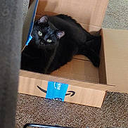 Frankie joined the competition — help win amazing prizes! black_cat, cat, cardboard_box, amazon_prime, carpet, indoor, pet, feline, animal, green_eyes, resting, curious, cozy, domestic_cat, box, lying_down, looking_up, home, cute, relaxed