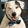 dog, bow_tie, smiling, pet, close_up, white_fur, black_spots, happy, portrait, indoor, canine, cute, domestic_animal, animal, friendly, pet_accessory, mammal, wearing, collar, thank_you