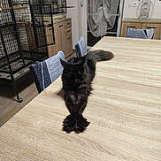 Aria participe au concours pour gagner de l'argent avec cette photo : cat, black_cat, feline, table, wooden_table, crossed_paws, chair, chair_cover, birdcage, curtain, window, door, indoor, pet, domestic_animal, furniture, home, relaxed, fluffy, cozy