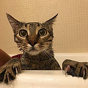 Nooly participe au concours pour gagner de l'argent avec cette photo : cat, wet, bathtub, claws, wide_eyes, fur, animal, pet, indoor, bathroom, tile, curious, clinging, dripping, closeup, mammal, whiskers, ears, claw, expression