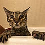 cat, wet, bathtub, claws, wide_eyes, fur, animal, pet, indoor, bathroom, tile, curious, clinging, dripping, closeup, mammal, whiskers, ears, claw, expression