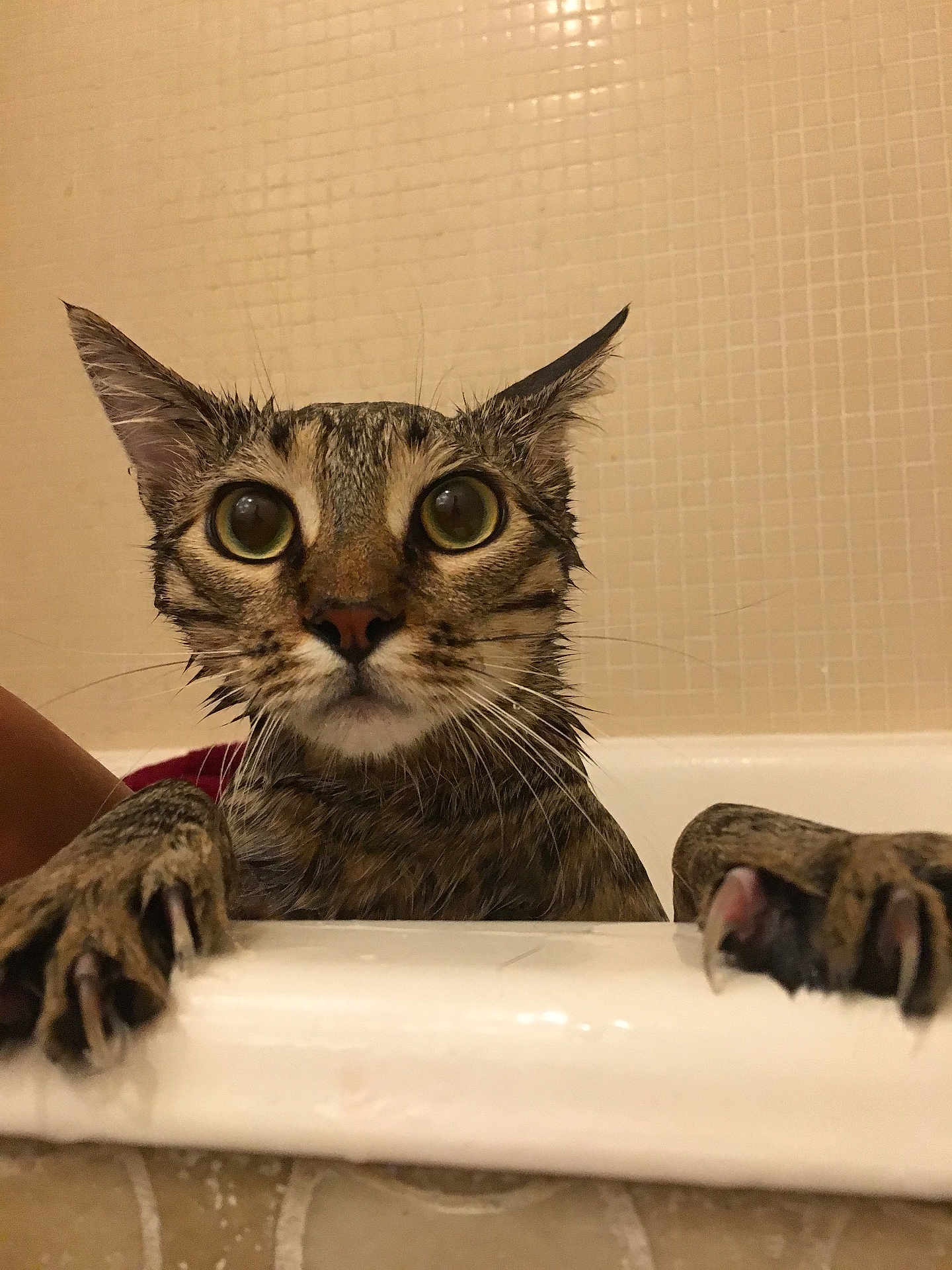 Nooly participe au concours pour gagner de l'argent avec cette photo : cat, wet, bathtub, claws, wide_eyes, fur, animal, pet, indoor, bathroom, tile, curious, clinging, dripping, closeup, mammal, whiskers, ears, claw, expression