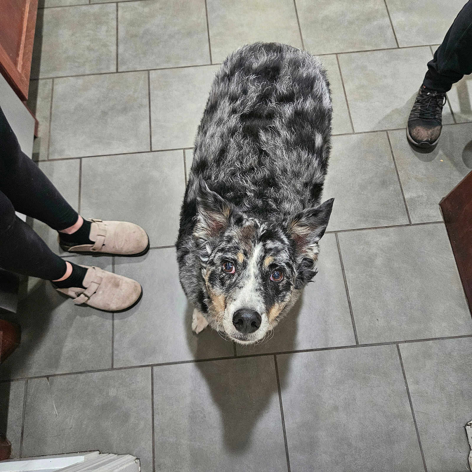 Kymber is registered to the contest to win money with this photo: animal, black, brown, dog, ears, eyes, floor, fur, home, indoor, kitchen, legs, looking_up, pet, shadow, shoes, slippers, tile, waiting, white