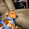 Whiskey is registered to the contest to win money with this photo: dog, puppy, blue_harness, couch, indoor, relaxed, sleepy, tongue_out, brown_dog, pet, furniture, chair, table, home, cozy, paw, resting, animal, domestic, canine