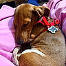 Whiskey is registered to the contest to win money with this photo: dog, sleeping, brown_dog, red_harness, bone_tag, curled_up, pink_blanket, indoor, resting, pet, canine, fur, cozy, relaxed, animal, companion, cute, napping, domestic_animal, quiet