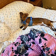 Whiskey joined the competition — help win amazing prizes! dog, dachshund, bed, blanket, pillow, harness, wooden_headboard, nightstand, indoor, brown_dog, resting, pet, canine, comfort, fabric, pattern, floral, furniture, cozy, sleeping_area