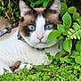cat, blue_eyes, close_up, outdoor, greenery, foliage, animal, pet, fur, whiskers, nose, ears, nature, leaf, ground, harness, alert, mammal, wildlife, portrait