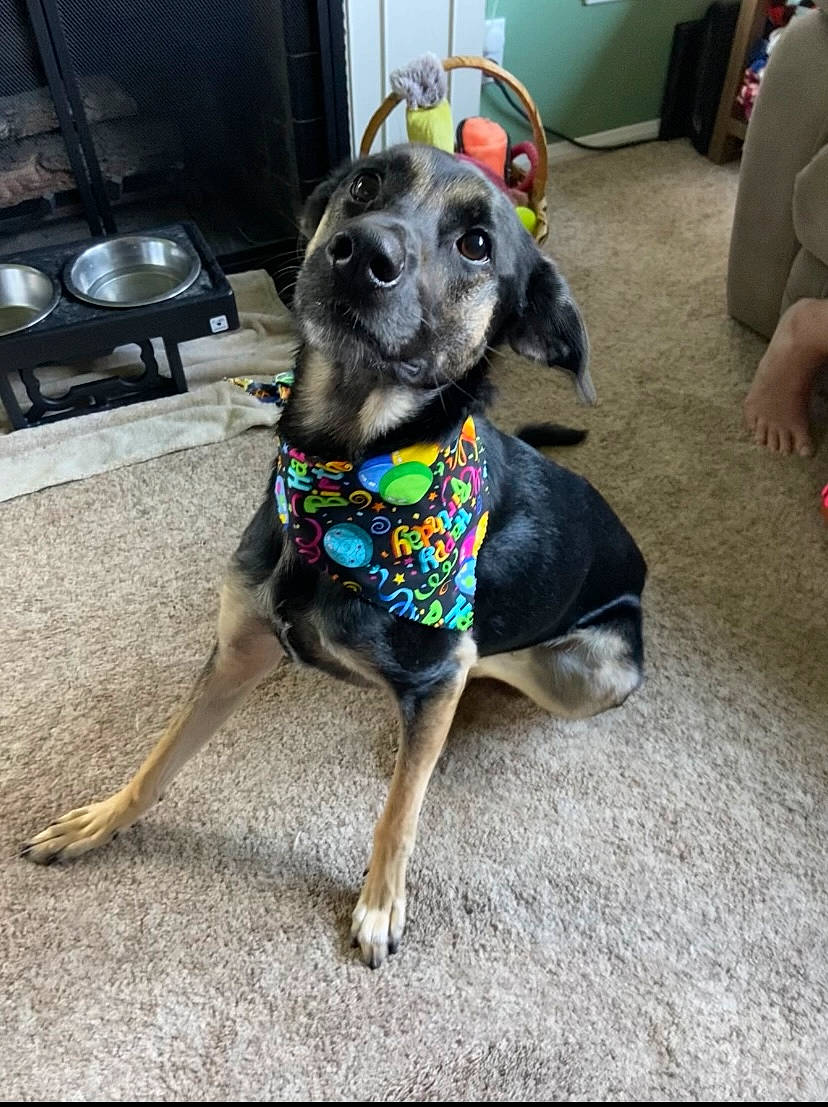 Dolly is registered to the contest to win money with this photo: canidae, carnivore, collar, companion_dog, dog, dog_breed, dog_collar, dog_supply, fashion_accessory, fawn, flooring, fur, guard_dog, leash, metal, pet_supply, snout, sporting_group, tail, working_animal