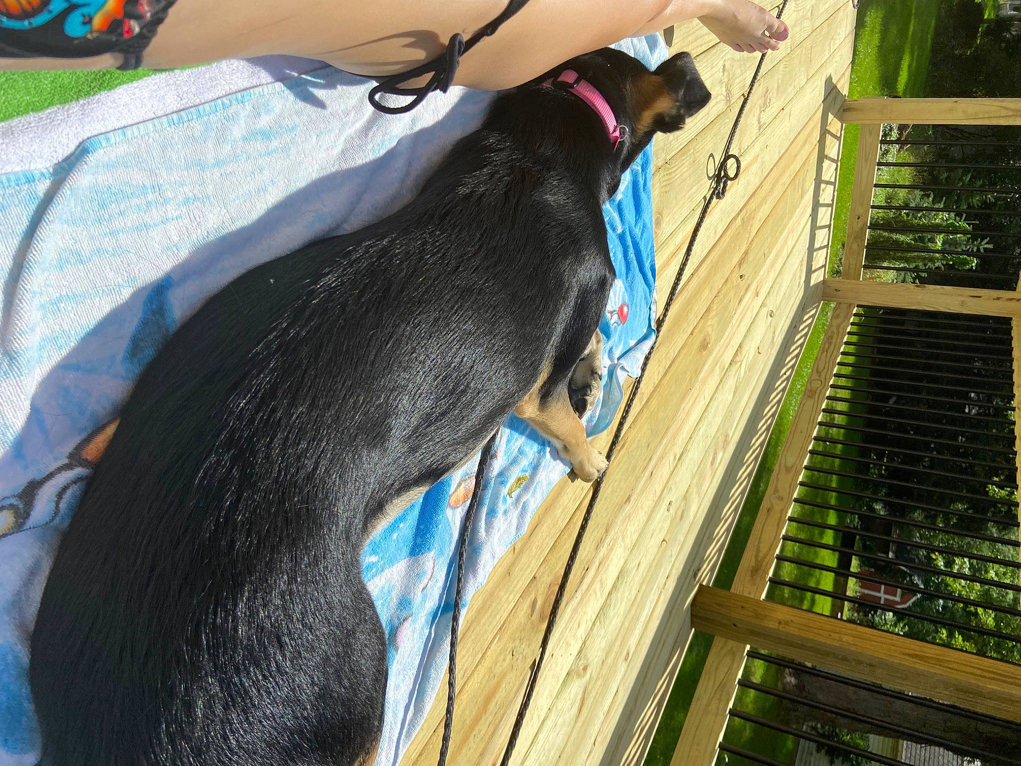 Dolly is registered to the contest to win money with this photo: beak, canidae, carnivore, companion_dog, dog_breed, electric_blue, fur, goat, goats, grass, guard_dog, human_leg, leisure, mammal, phasianidae, sporting_group, tail, tree, wood, working_animal