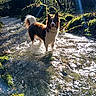 Tiago a rejoint le concours — aidez-le/la à gagner de superbes lots ! adventure, animal, canine, daylight, dog, exploration, forest, moss, nature, outdoor, riverbed, scenic, stream, sunbeam, sunlight, trees, water, wet_fur, wilderness, wildlife