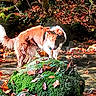 Tiago participe au concours pour gagner de l'argent avec cette photo : animal, autumn, canine, dog, fall, foliage, forest, leaves, moss, mossy_rock, nature, outdoor, pet, rock, scenic, standing, stream, sunlight, tree, water