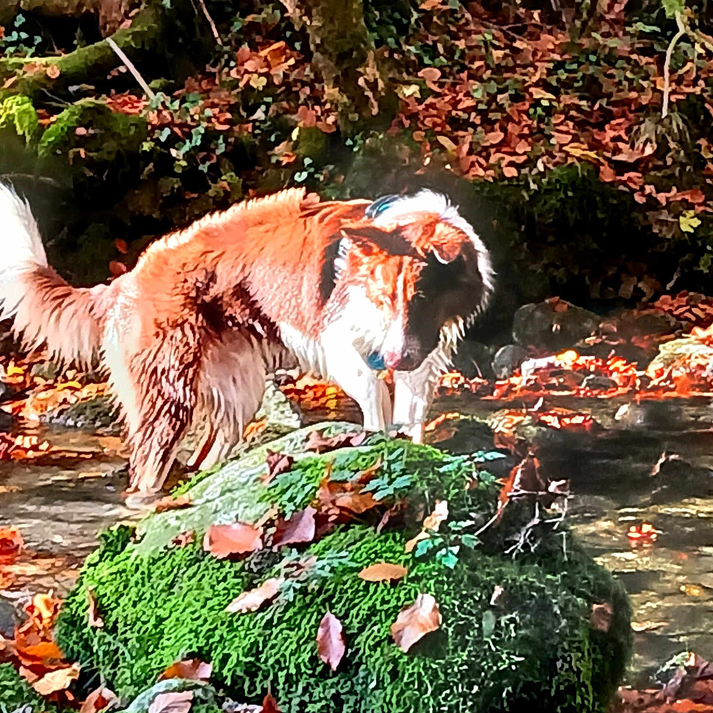 Tiago participe au concours pour gagner de l'argent avec cette photo : animal, autumn, canine, dog, fall, foliage, forest, leaves, moss, mossy_rock, nature, outdoor, pet, rock, scenic, standing, stream, sunlight, tree, water