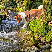 Tiago participe au concours pour gagner de l'argent avec cette photo : adventure, animal, brown_and_white, canine, dog, exploration, forest, greenery, leaves, moss, nature, outdoor, river, rocks, stream, sunlight, tree, water, wilderness, wildlife