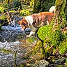 adventure, animal, brown_and_white, canine, dog, exploration, forest, greenery, leaves, moss, nature, outdoor, river, rocks, stream, sunlight, tree, water, wilderness, wildlife