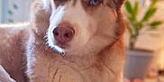 Dakota joined the competition — help win amazing prizes! animal, bed, blanket, comfort, cozy, dog, ears, eyes, face, fur, home, husky, indoor, laying, mammal, pet, plant, portrait, relaxed, snout